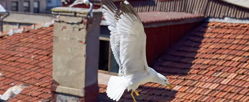 Residential Chimney Animal Removal Solution in Twentynine Palms, CA